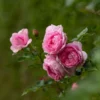Rosa Mum In A Million (Renaissance Series) ('Poulren013') (PBR)