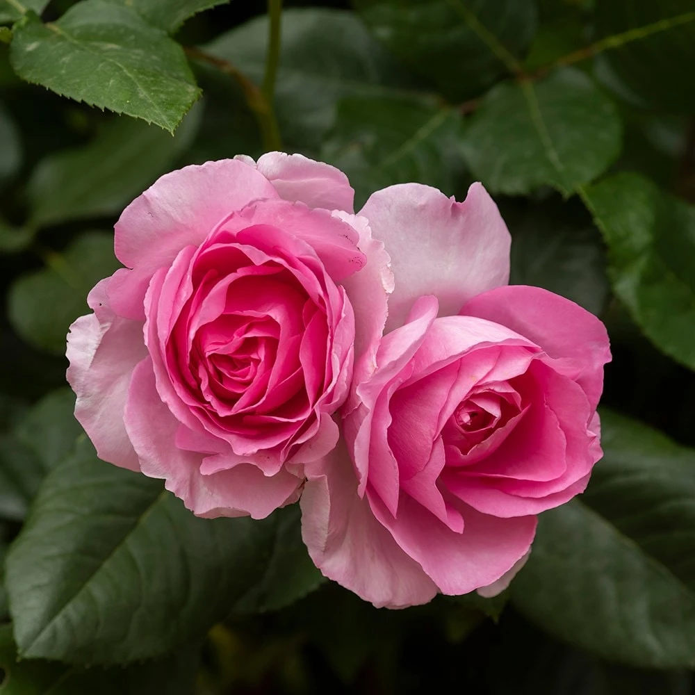 Rosa Mum In A Million (Renaissance Series) ('Poulren013') (PBR) 2 Rosa Mum In A Million (Renaissance Series) ('Poulren013') (PBR) - Image 2