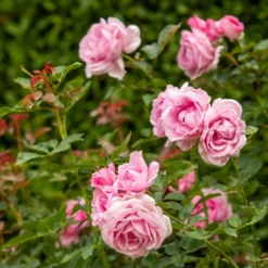 Rosa Mum In A Million (Renaissance Series) ('Poulren013') (PBR) 8 Rosa Mum In A Million (Renaissance Series) ('Poulren013') (PBR) -Deals Green4Ever Store pl2000017678 card4 lg