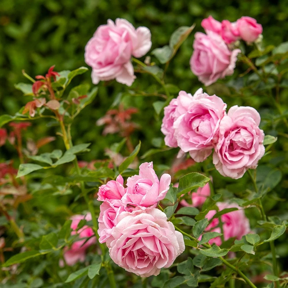 Rosa Mum In A Million (Renaissance Series) ('Poulren013') (PBR) 4 Rosa Mum In A Million (Renaissance Series) ('Poulren013') (PBR) - Image 4