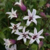 Clematis Princess Kate ('Zoprika') (PBR)