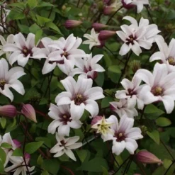 Clematis Princess Kate ('Zoprika') (PBR) -Deals Green4Ever Store pl2000017699 card2 lg