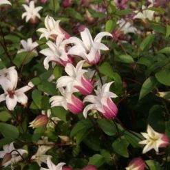 Clematis Princess Kate ('Zoprika') (PBR) -Deals Green4Ever Store pl2000017699 card3 lg