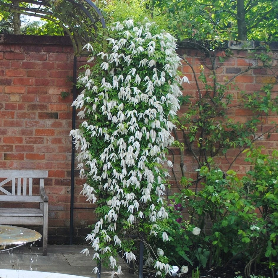 Clematis 'Broughton Bride' 1 Clematis 'Broughton Bride'