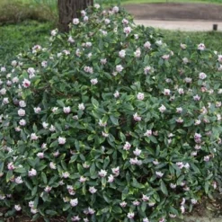 Daphne Odora 4 Daphne Odora -Deals Green4Ever Store pl2000018042 card2 lg