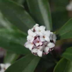 Daphne Odora 5 Daphne Odora -Deals Green4Ever Store pl2000018042 card3 lg