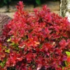 Berberis Thunbergii F. Atropurpurea 'Admiration' (PBR)
