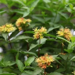 Diervilla Sessilifolia 'Butterfly' 3 Diervilla Sessilifolia 'Butterfly' -Deals Green4Ever Store pl2000018074 card2 lg