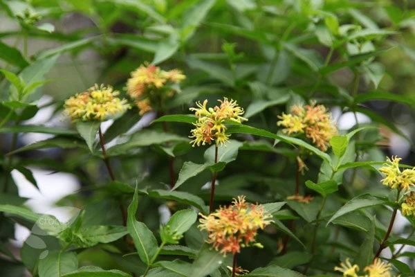 Diervilla Sessilifolia 'Butterfly' 2 Diervilla Sessilifolia 'Butterfly' - Image 2