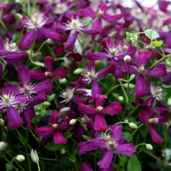 Clematis 'Sweet Summer Love' (PBR)