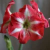 Hippeastrum (Galaxy Group) 'Monte Carlo' (PBR)