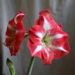 Hippeastrum (Galaxy Group) 'Monte Carlo' (PBR) -Deals Green4Ever Store pl2000018155 card2 lg
