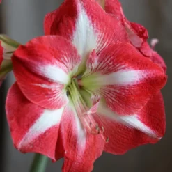 Hippeastrum (Galaxy Group) 'Monte Carlo' (PBR) -Deals Green4Ever Store pl2000018155 card3 lg