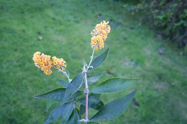 Buddleja × Weyriana 'Sungold' 2 Buddleja × Weyriana 'Sungold' - Image 2