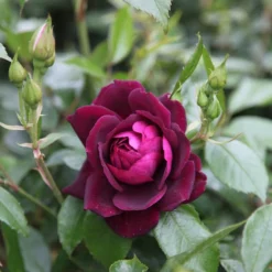 Rosa Burgundy Ice ('Prose') (PBR)