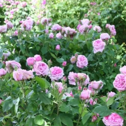 Rosa 'Comte De Chambord' (Madame Boll) -Deals Green4Ever Store pl2000018186 card3 lg