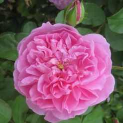 Rosa 'Comte De Chambord' (Madame Boll) -Deals Green4Ever Store pl2000018186 card5 lg