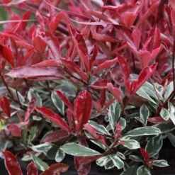 Photinia × Fraseri Pink Marble ('Cassini') -Deals Green4Ever Store pl2000018192 card2 lg