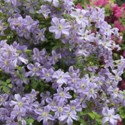 Clematis 'Prince Charles' -Deals Green4Ever Store pl2000018493 card2 lg