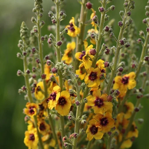 Verbascum (Cotswold Group) 'Cotswold Queen' -Deals Green4Ever Store pl2000019317