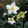 Helleborus Niger