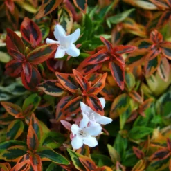 Abelia × Grandiflora 'Kaleidoscope' (PBR)