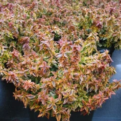 Abelia × Grandiflora 'Kaleidoscope' (PBR) -Deals Green4Ever Store pl2000019572 card3 lg