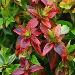 Abelia × Grandiflora 'Kaleidoscope' (PBR) -Deals Green4Ever Store pl2000019572 card4 lg