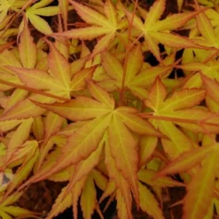 Acer Palmatum 'Katsura' -Deals Green4Ever Store pl2000019574 card3 lg