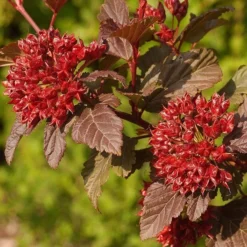 Physocarpus Opulifolius Diable D'Or ('Mindia') (PBR) -Deals Green4Ever Store pl2000019581 card2 lg