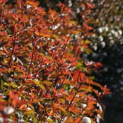 Physocarpus Opulifolius Diable D'Or ('Mindia') (PBR) -Deals Green4Ever Store pl2000019581 card4 lg