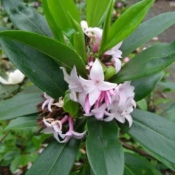 Daphne Perfume Princess ('Dapjur01') (PBR) -Deals Green4Ever Store pl2000019596 card10 lg