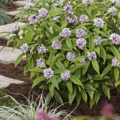 Daphne Perfume Princess ('Dapjur01') (PBR) -Deals Green4Ever Store pl2000019596 card4 lg