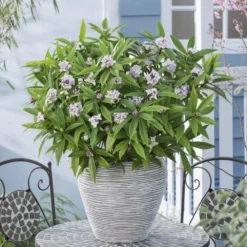 Daphne Perfume Princess ('Dapjur01') (PBR) -Deals Green4Ever Store pl2000019596 card5 lg