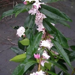 Daphne Perfume Princess ('Dapjur01') (PBR) -Deals Green4Ever Store pl2000019596 card7 lg