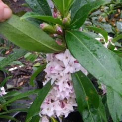 Daphne Perfume Princess ('Dapjur01') (PBR) -Deals Green4Ever Store pl2000019596 card8 lg