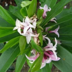 Daphne Perfume Princess ('Dapjur01') (PBR) -Deals Green4Ever Store pl2000019596 card9 lg