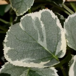 Hydrangea Anomala Subsp. Petiolaris 'Silver Lining' (PBR) -Deals Green4Ever Store pl2000019652 card2 lg