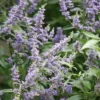 Vitex Agnus-castus Delta Blues ('Piivac-I')