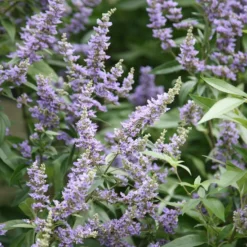 Vitex Agnus-castus Delta Blues ('Piivac-I')