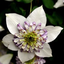 Clematis Viennetta ('Evipo006') (PBR) -Deals Green4Ever Store pl2000019678 card2 lg