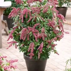 Pieris Japonica 'Passion' (PBR) -Deals Green4Ever Store pl2000019698 card3 lg