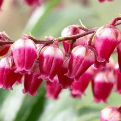 Pieris Japonica 'Passion' (PBR) -Deals Green4Ever Store pl2000019698 card4 lg