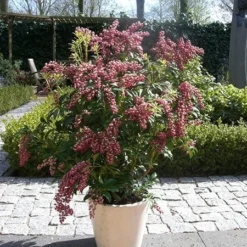 Pieris Japonica 'Passion' (PBR) -Deals Green4Ever Store pl2000019698 card5 lg