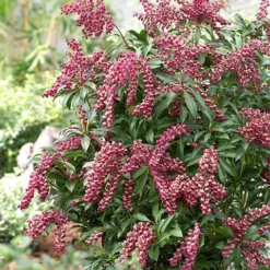 Pieris Japonica 'Passion' (PBR) -Deals Green4Ever Store pl2000019698 card6 lg