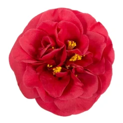 Camellia Japonica 'Lady Campbell' -Deals Green4Ever Store pl2000019756 card2 lg