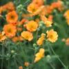 Geum 'Totally Tangerine' (PBR)
