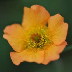 Geum 'Totally Tangerine' (PBR) -Deals Green4Ever Store pl2000019847 card2 lg