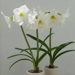 Hippeastrum (Galaxy Group) 'Christmas Gift' -Deals Green4Ever Store pl2000020236 card3 lg