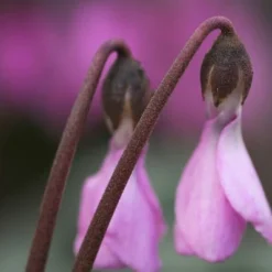 Cyclamen Cilicium -Deals Green4Ever Store pl2000020261 card4 lg